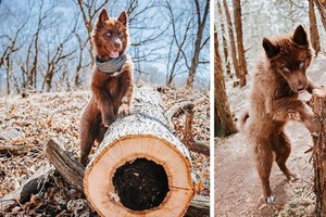 Девушка поделилась фото своего щенка - хаски редкого, коричневого окраса