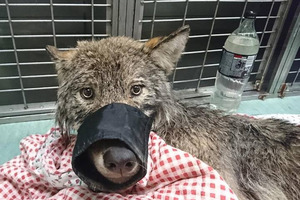 В Эстонии мужчины вытащили из ледяной воды волка, ошибочно приняв его за собаку