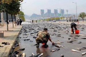 Рыбный дождь: красивая легенда и происхождение ежегодного чуда бедного городка