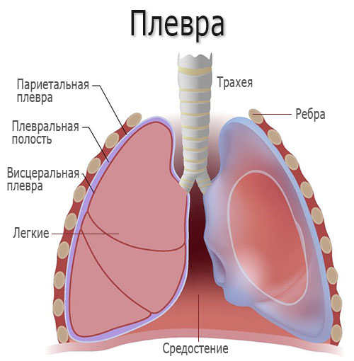 плевра это