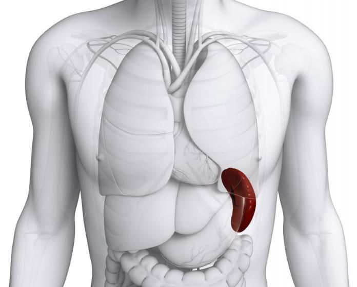 Расположение селезенки в организме человека