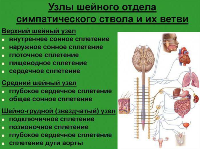 грудной симпатический ствол 