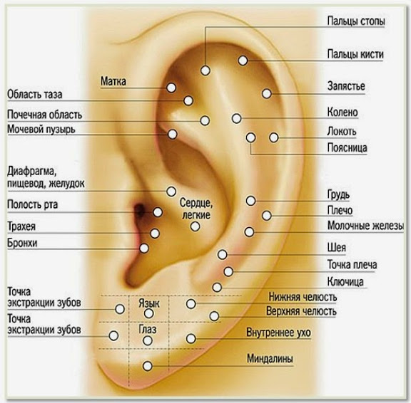 Рефлексогенные зоны мочки