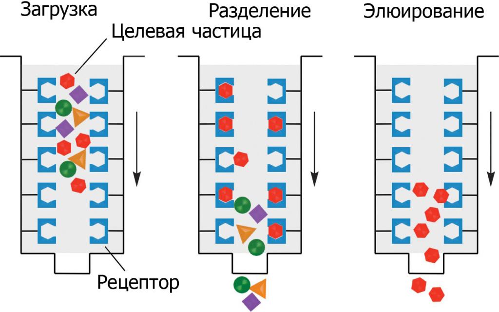 Аффинная хроматография - этапы