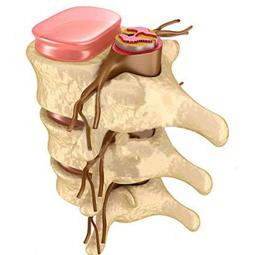 отделы позвоночника человека