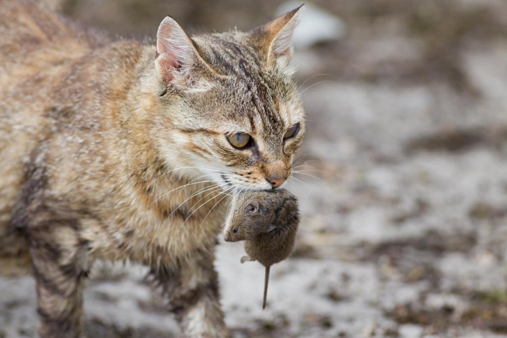 Кошки-мышки