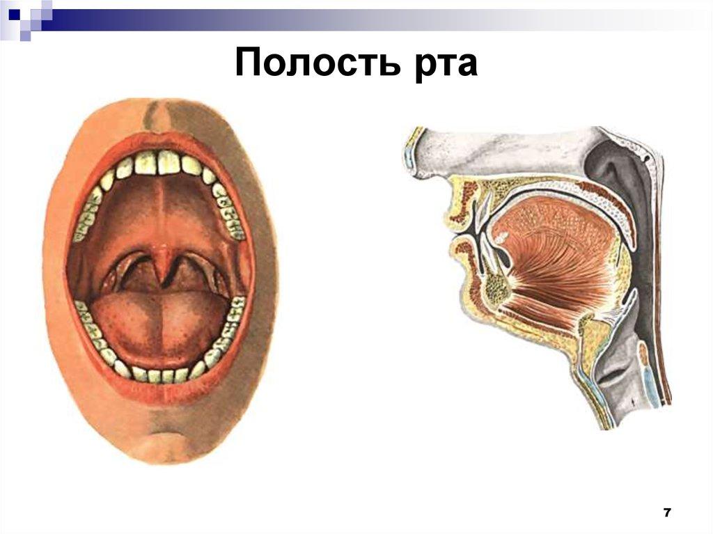 ротовая полость