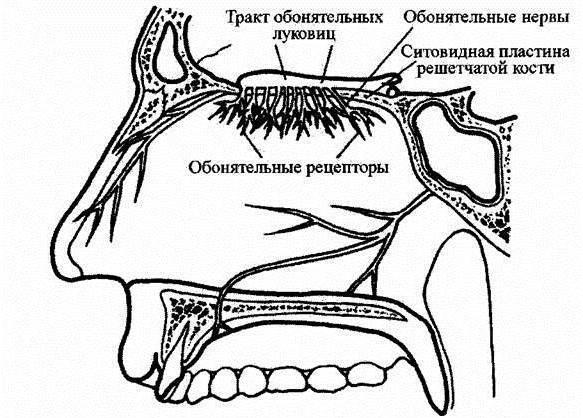 ядра обонятельного нерва 