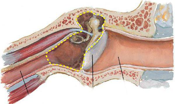 стенки барабанной перепонки 