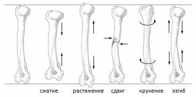 закон гука для деформации сдвига формула 