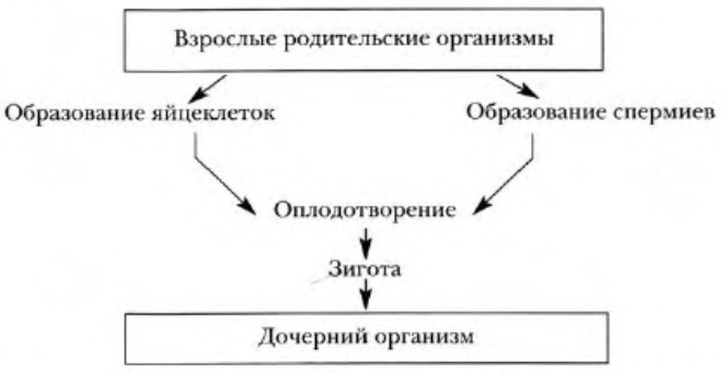 каково биологическое значение оплодотворения 