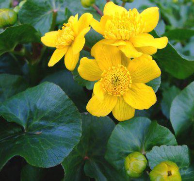 калужница болотная caltha palustris