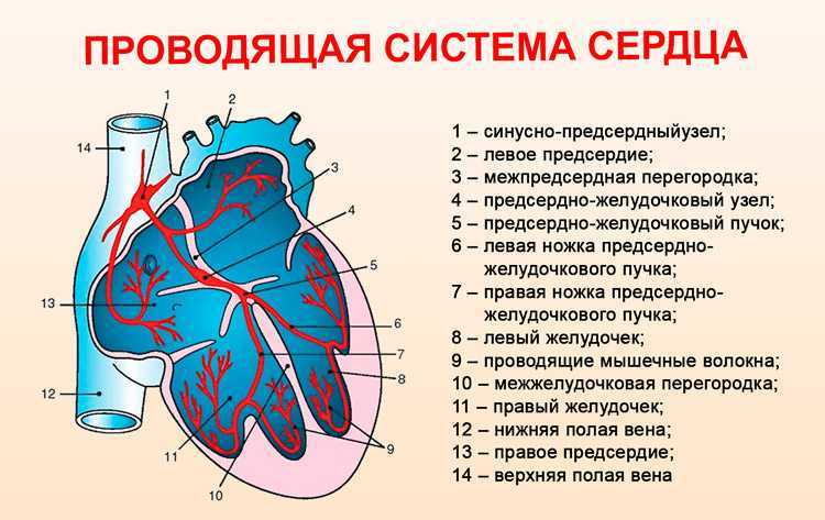 проводящая система сердца