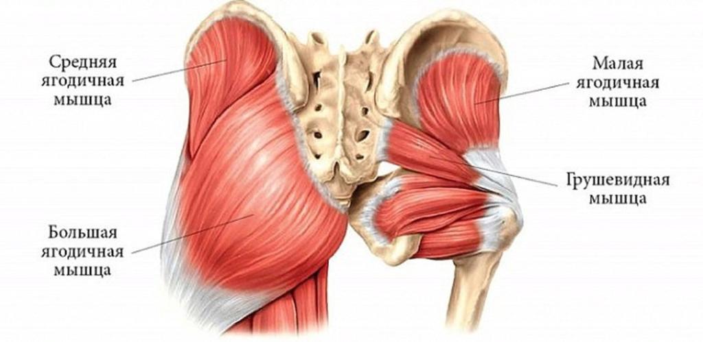 грушевидная мышца