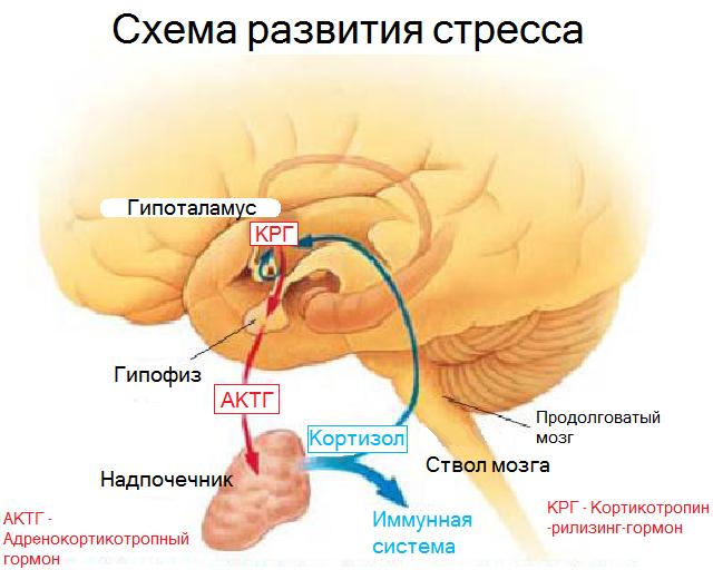 Принцип развития стресса