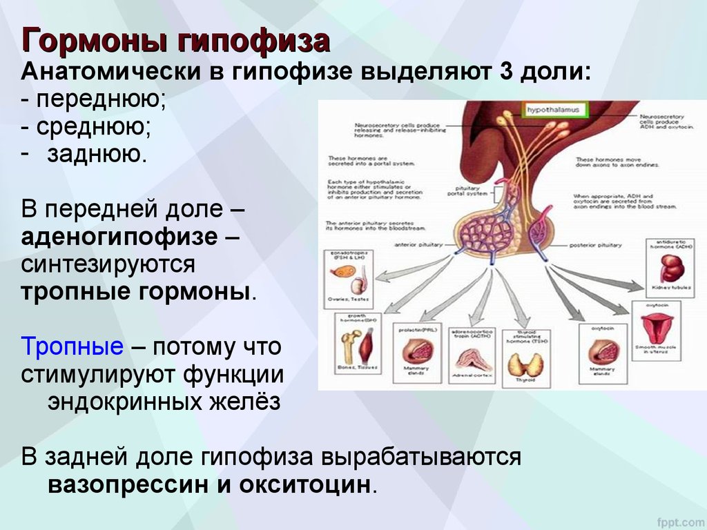 Гормоны гипофиза