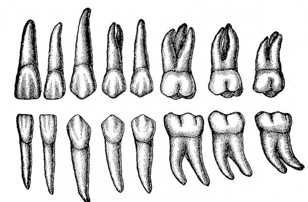 сколько зубов у взрослого человека 