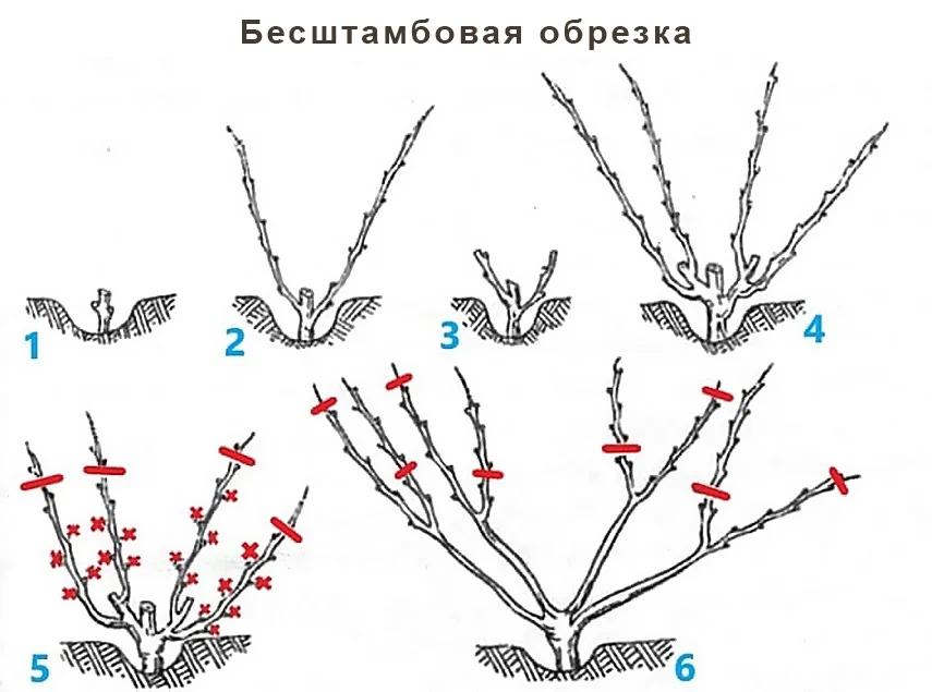 обрезка винограда