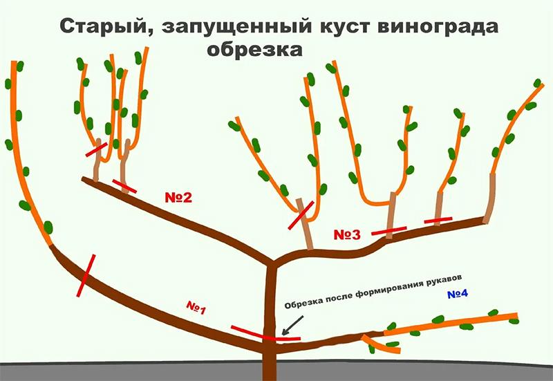 обрезка винограда