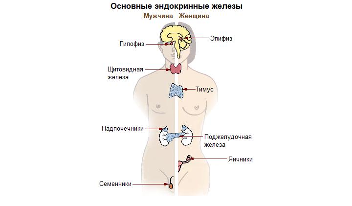 эндокринные железы