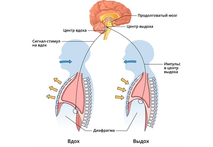 регуляция дыхания