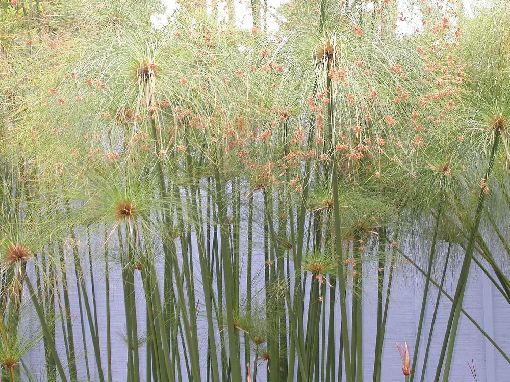 Семейство осоковые: папирус (Cyperus papyrus)