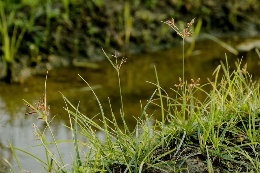 Семейство осоковые: сыть круглая (Cyperus rotundus)