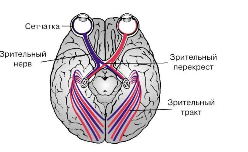 зрительный нерв