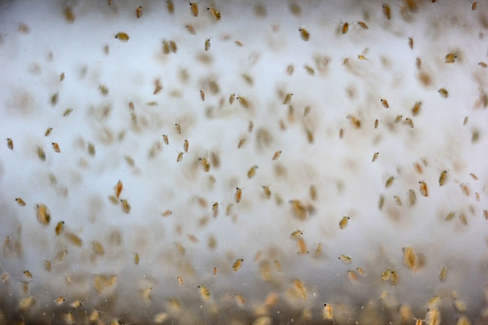 Как разводить дафнию в воде