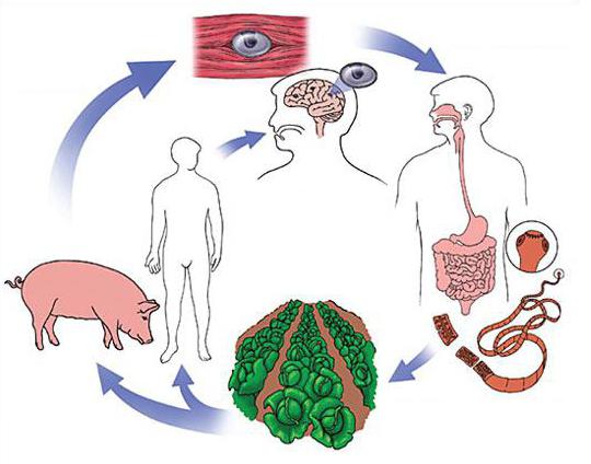 меры борьбы с паразитическими червями
