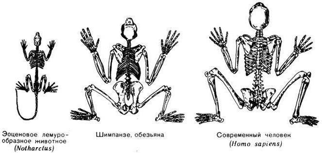 геохронологическая шкала эры периоды