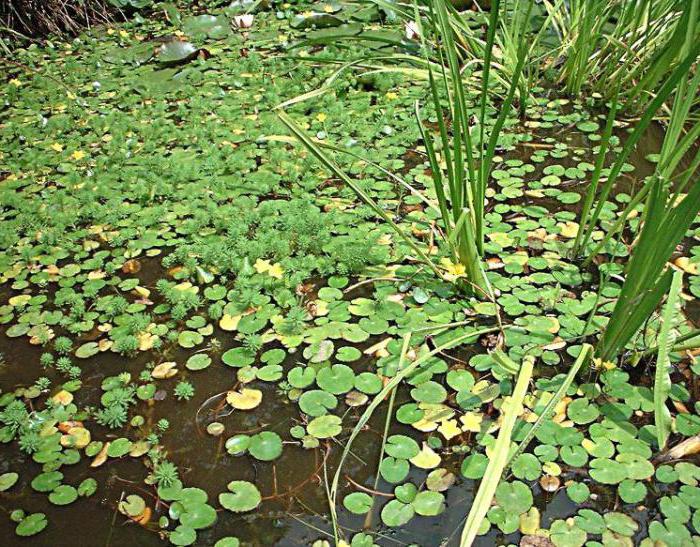 чистая артезианская вода