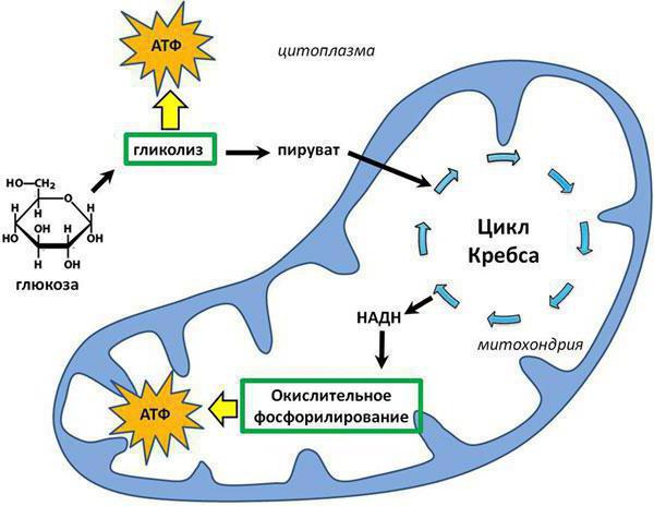 фосфорилирование окислительное