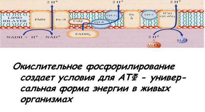 окислительное фосфорилирование механизм