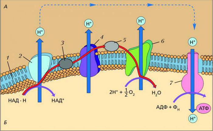 окислительное фосфорилирование биохимия