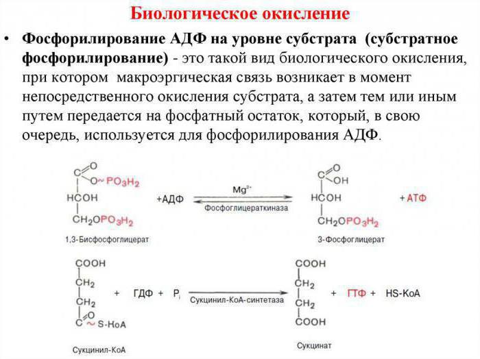 тканевое дыхание и окислительное фосфорилирование