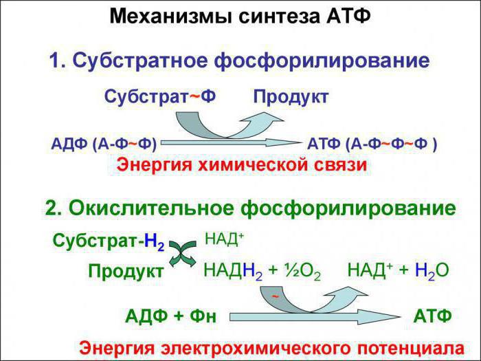 окислительное фосфорилирование в митохондриях