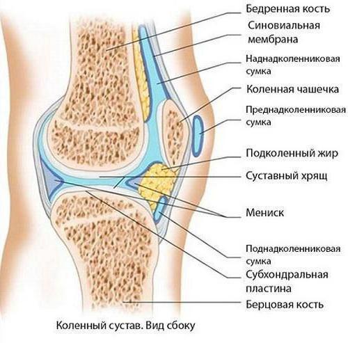 синовиальная оболочка сустава