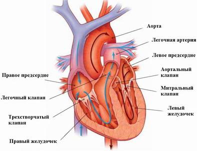 сосуды камер сердца