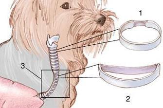 коллапс трахеи у шпица