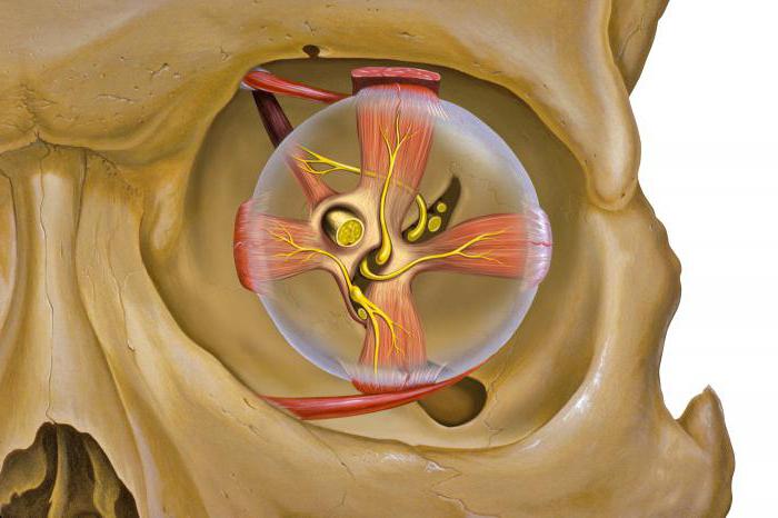 орбитальной кости