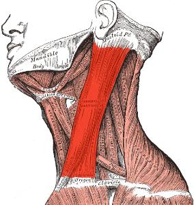 грудино ключично сосцевидная мышца