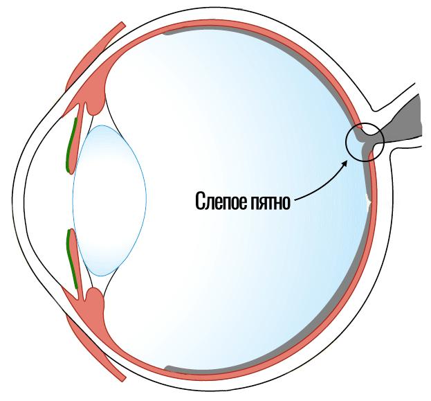 Слепое пятно глаза