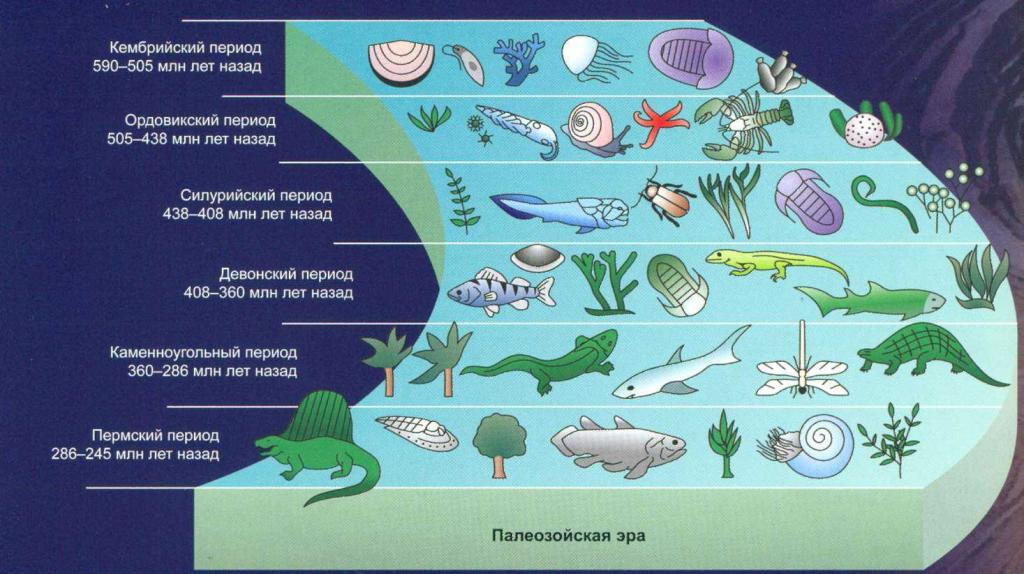 Этапы биологической эволюции