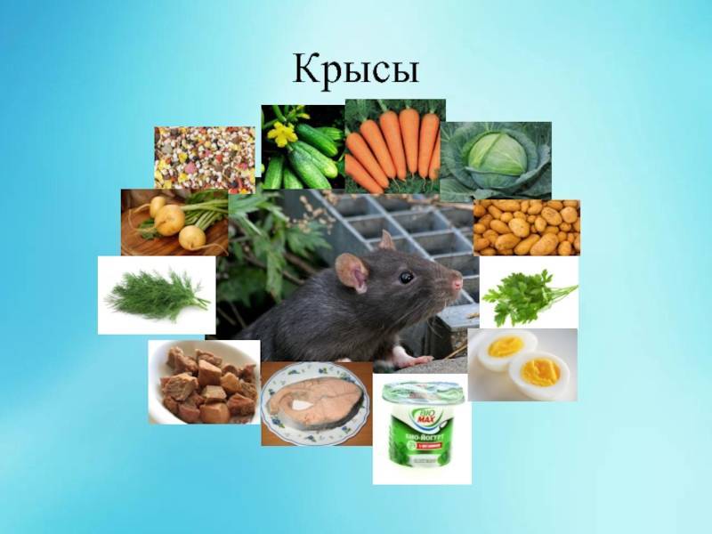 Питание крысы