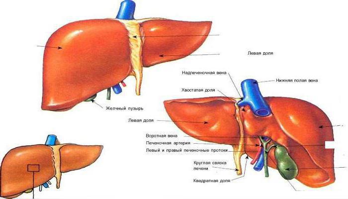 пальпация и перкуссия печени