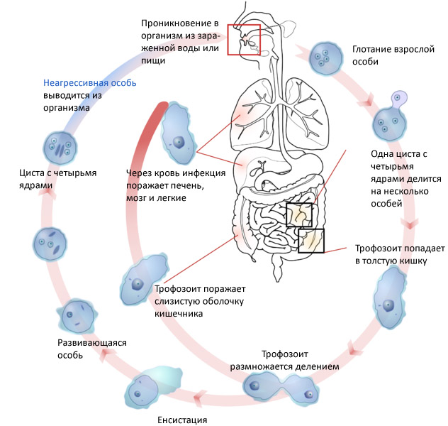 жизненный цикл дизентерийной амебы