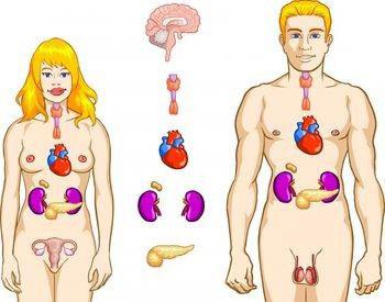 органы эндокринной системы
