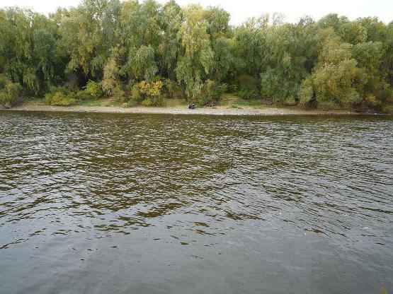 какая рыба водится в реке омь 