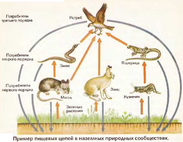 консументы 1 и 2 порядка